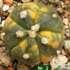 Astrophytum asterias f. variegatum