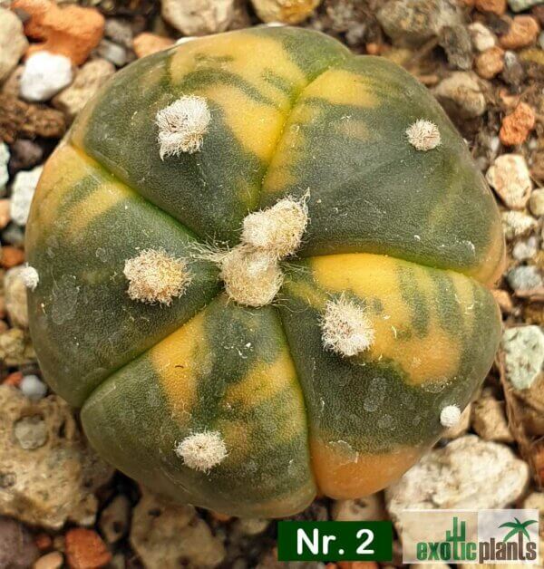 Astrophytum asterias f. variegatum