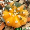 Astrophytum asterias f. variegatum – Bild 3