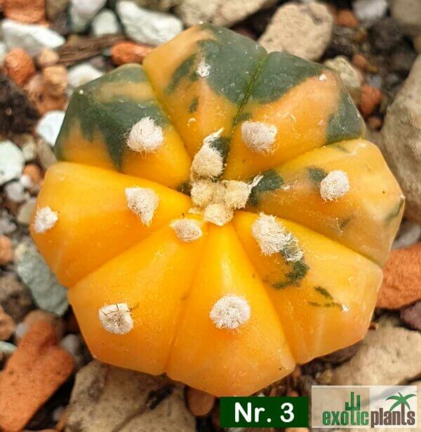 Astrophytum asterias f. variegatum – Bild 3