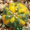 Astrophytum asterias f. variegatum – Bild 4
