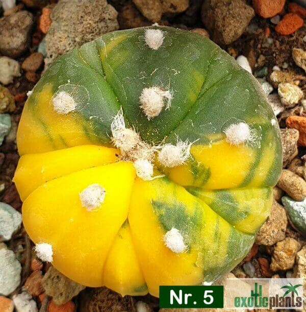 Astrophytum asterias f. variegatum – Bild 5