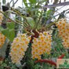 Dendrobium thyrsiflorum