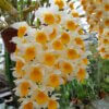 Dendrobium thyrsiflorum – Bild 2