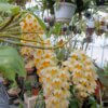 Dendrobium thyrsiflorum – Bild 3