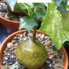 Gerrardanthus macrorhizus – Bild 2