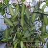 Vanilla planifolia "variegata"