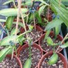 Vanilla planifolia "variegata" – Bild 5