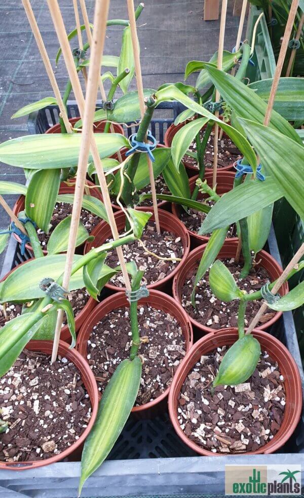 Vanilla planifolia 