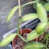 Vanilla planifolia "variegata" – Bild 3