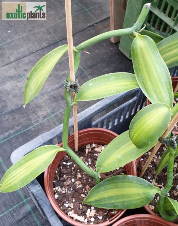 Vanilla planifolia 