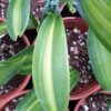 Vanilla planifolia "variegata" – Bild 2