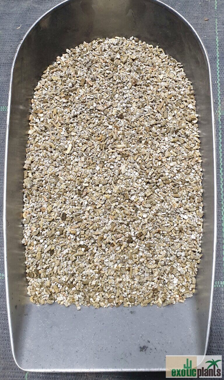 Vermiculit ExoticPlants Spezialist für exotische Pflanzen in Österreich