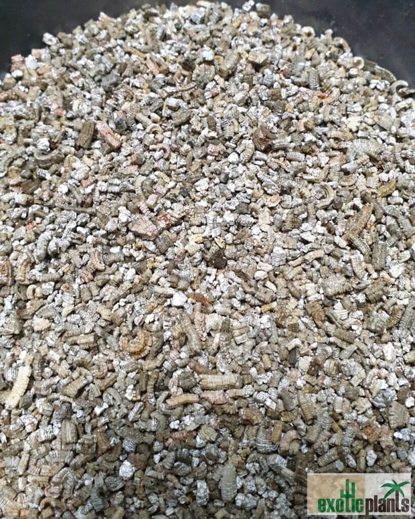 Vermiculit ExoticPlants Spezialist für exotische Pflanzen in Österreich