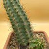 Echinocereus scheeri