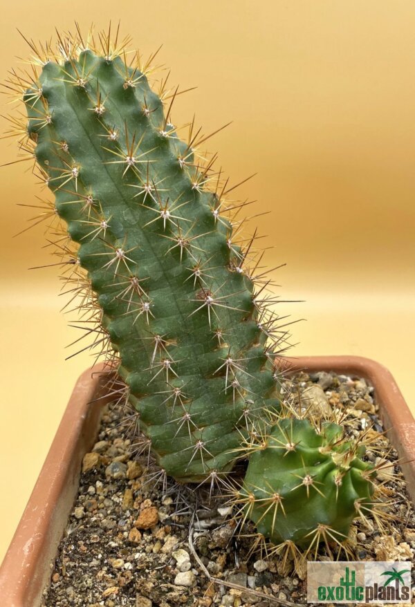 Echinocereus scheeri