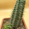 Echinocereus scheeri – Bild 3