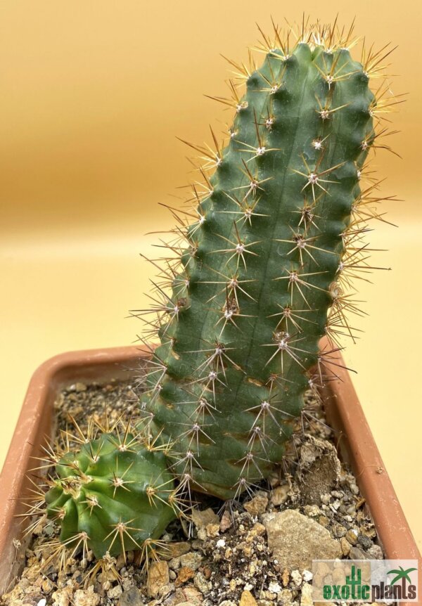 Echinocereus scheeri – Bild 3