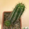 Echinocereus scheeri – Bild 2
