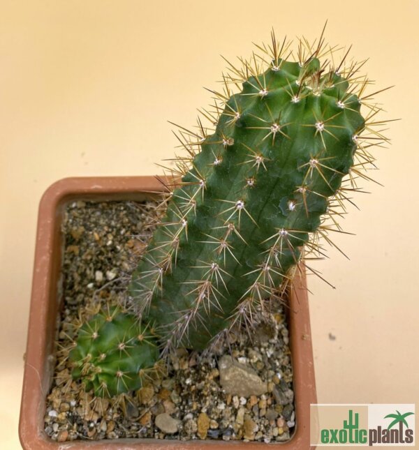 Echinocereus scheeri – Bild 2
