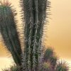 Euphorbia horrida