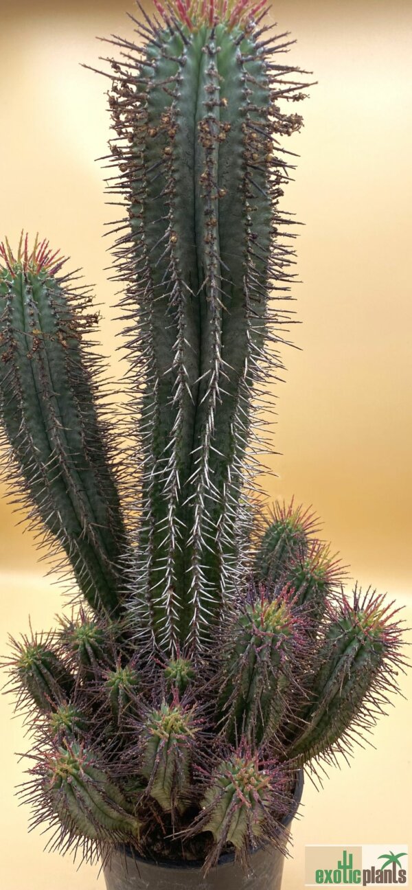 Euphorbia horrida