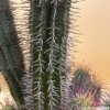 Euphorbia horrida – Bild 2