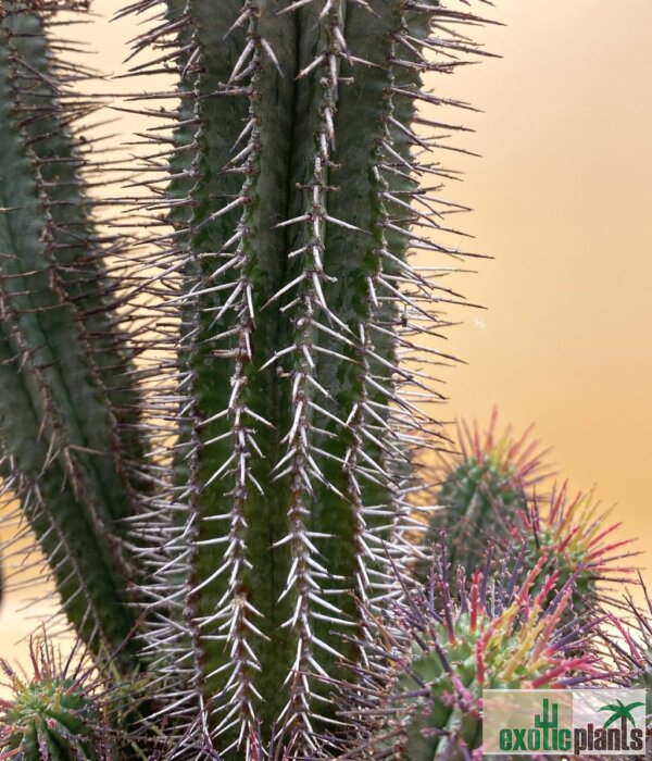 Euphorbia horrida – Bild 2