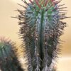 Euphorbia horrida – Bild 3