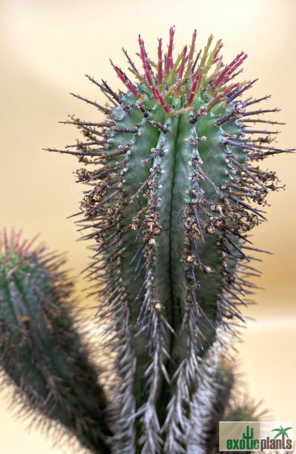 Euphorbia horrida – Bild 3