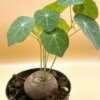 Stephania pierrei/erecta – Bild 3