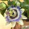 Passiflora caerulea – Bild 2