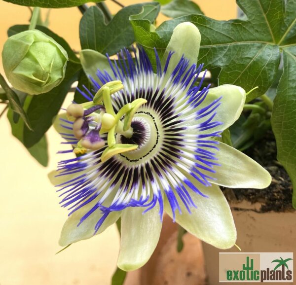 Passiflora caerulea – Bild 2