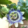 Passiflora-Set: 2x Passiflora incarnata (Maypop) + 1x Passiflora caerulea – Bild 2