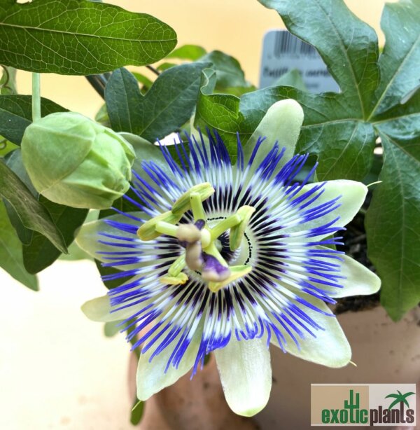 Passiflora-Set: 2x Passiflora incarnata (Maypop) + 1x Passiflora caerulea – Bild 2