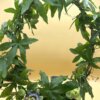 Passiflora caerulea – Bild 4