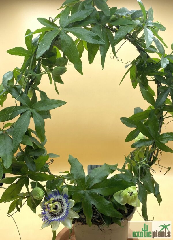 Passiflora caerulea – Bild 4