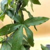 Passiflora caerulea – Bild 5