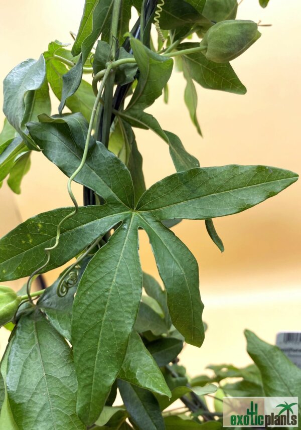Passiflora caerulea – Bild 5