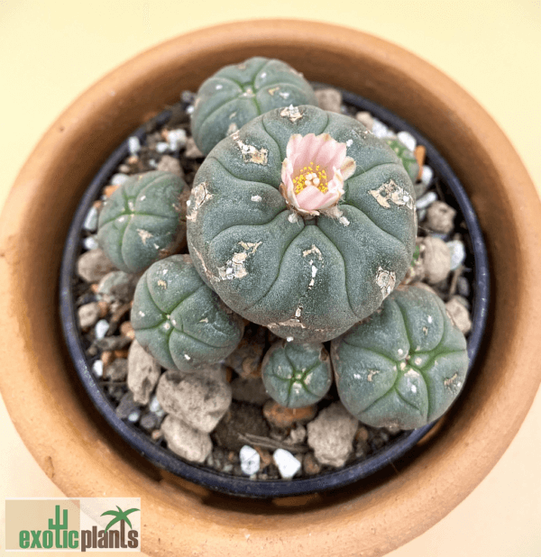 Lophophora williamsii var. caespitosa (Peyote cluster) – Bild 3