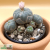 Lophophora williamsii var. caespitosa (Peyote cluster) – Bild 2