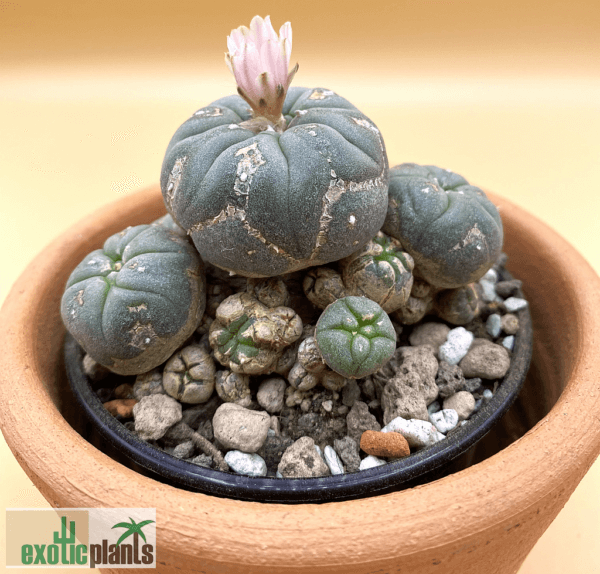 Lophophora williamsii var. caespitosa (Peyote cluster) – Bild 2