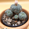 Lophophora williamsii var. caespitosa (Peyote cluster)