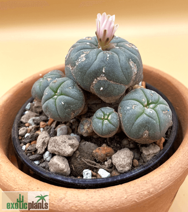 Lophophora williamsii var. caespitosa (Peyote cluster)