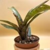 Neoregelia "Ariel" (Hybrid) – Bild 3
