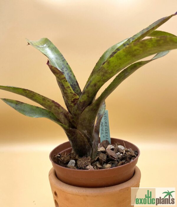Neoregelia 