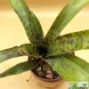 Neoregelia "Ariel" (Hybrid) – Bild 4