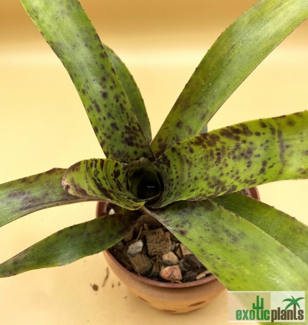 Neoregelia 
