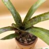 Neoregelia "Ariel" (Hybrid) – Bild 2