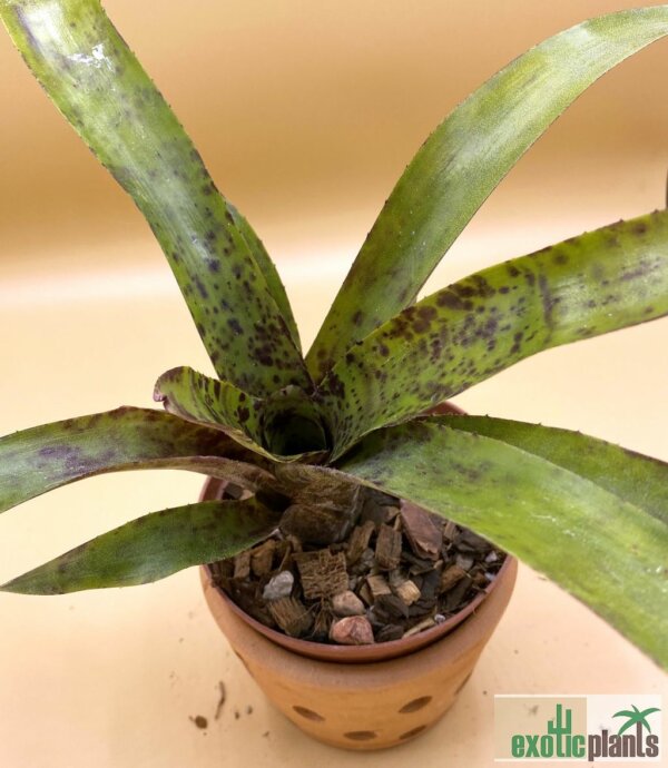 Neoregelia 
